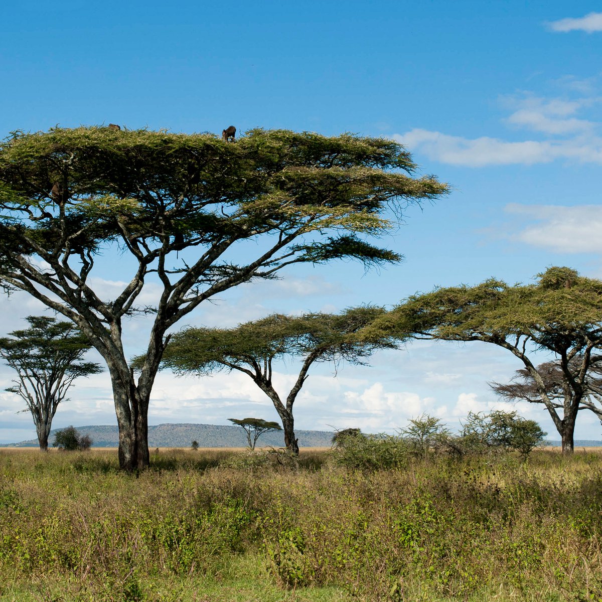 Acacia trees in East Africa